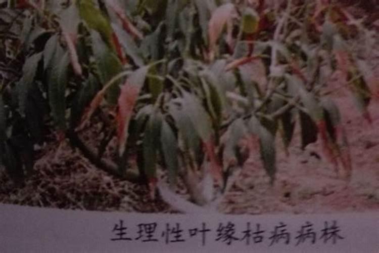 芒果膨大的方法是什么？需要给芒果打叶面肥吗？