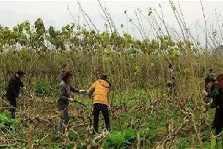 桑树的栽培种植技术