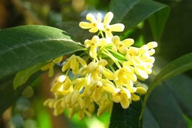 八月桂的养殖方法和注意事项 – 花百科