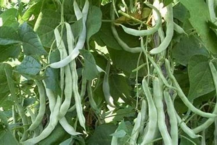 种植豆角用木醋液可以吗