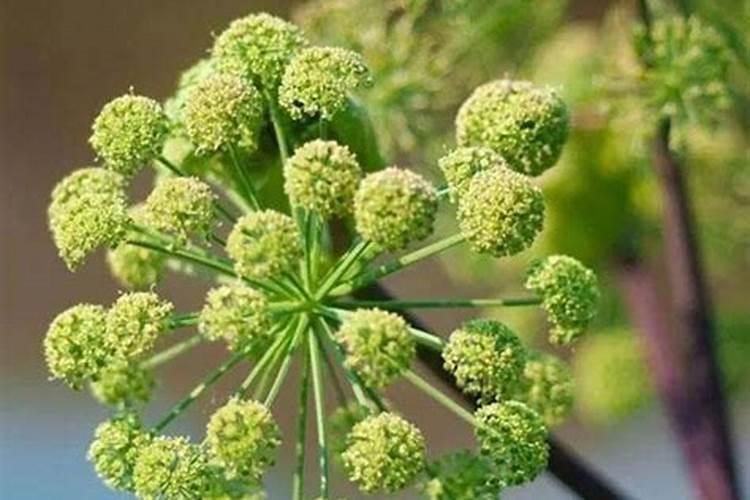 种植当归用什么肥料