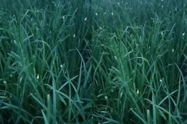 种韭菜用什么肥料最好