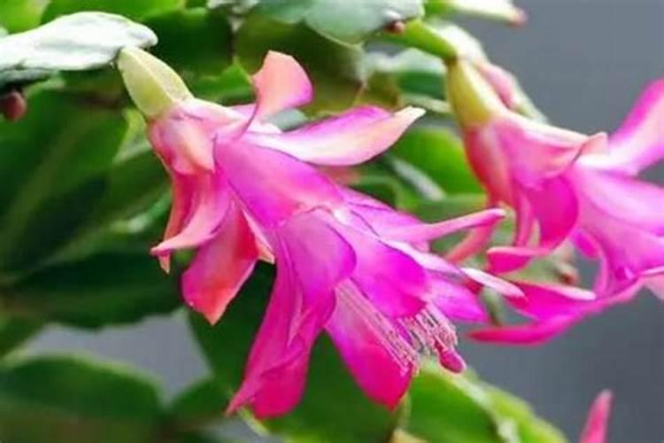 杏子栽重茬用什么杀菌药？