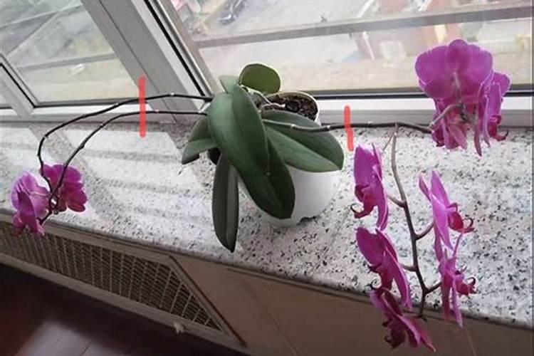 蟹爪兰花开败后怎么办？