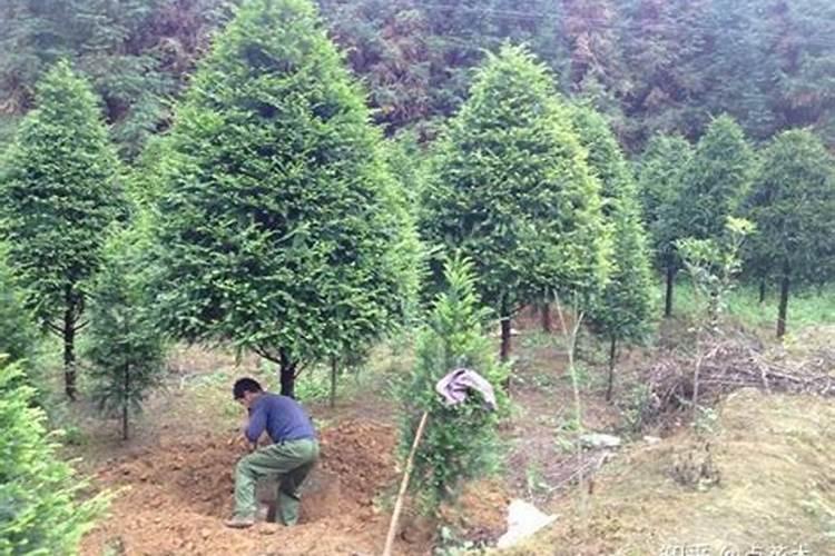绿化树苗长得快需要什么肥料？
