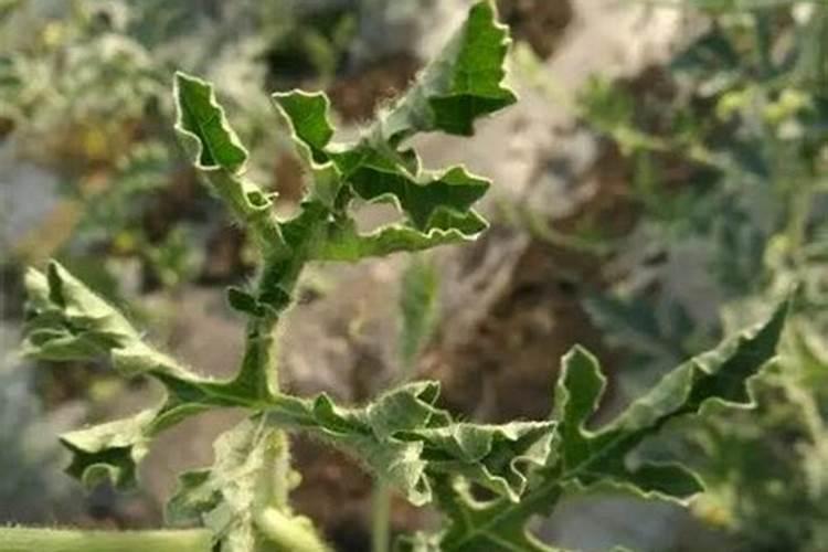 求一植物名称,如下图。有药用但未明确,全株有刺,无花无果,秋天落叶全株...