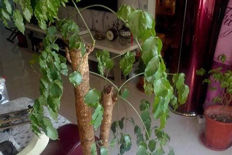 这芒果树是得了什么病!用什么药能治。