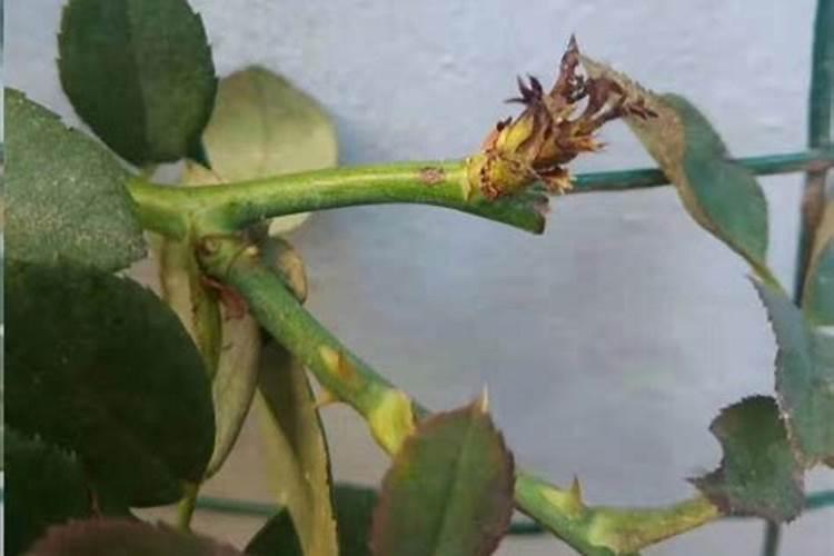 安徽最适合种植什么果树