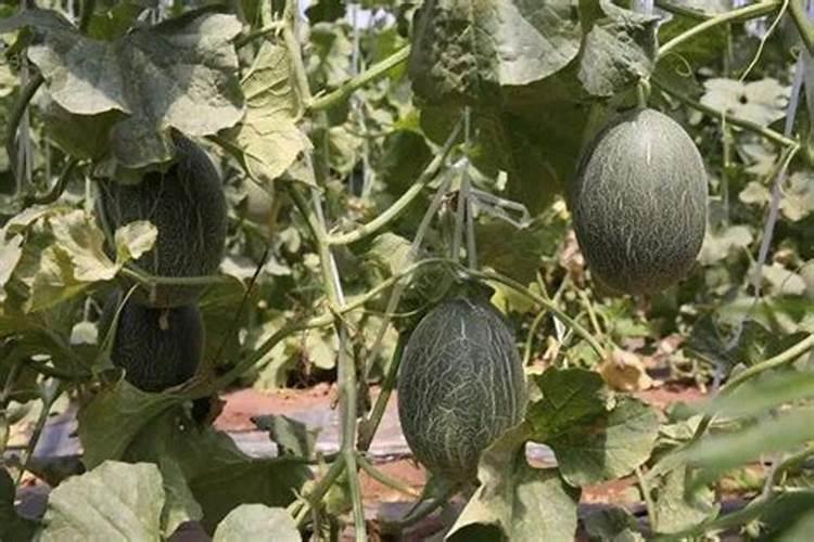 为什么豆类植物不需要施肥照样能长得好？