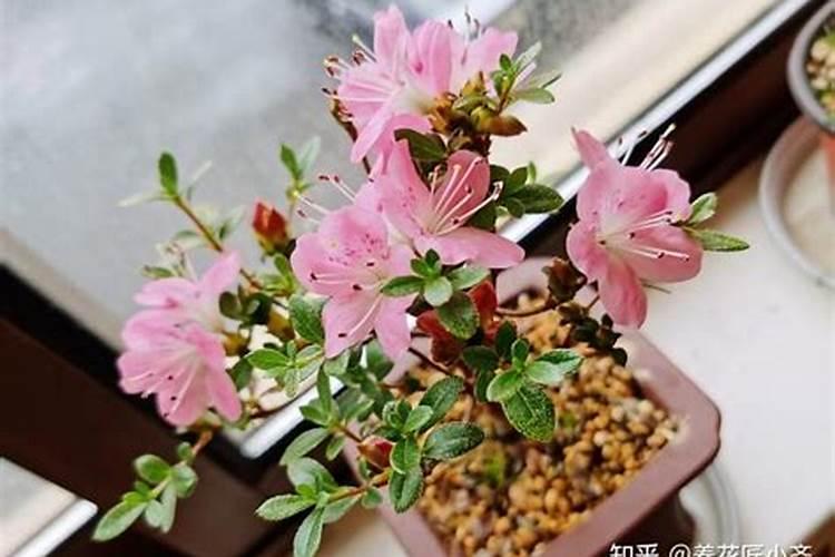 杜鹃花施什么肥最好 适合用什么肥料