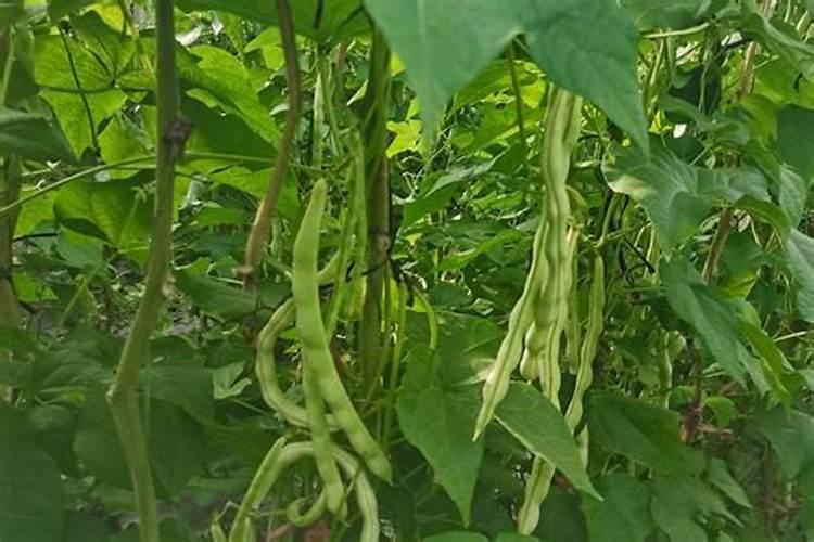 豆科植物不需要氮肥的原因