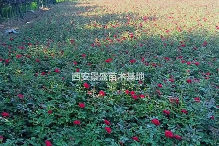 月季花施肥方法怎样给月季花施肥