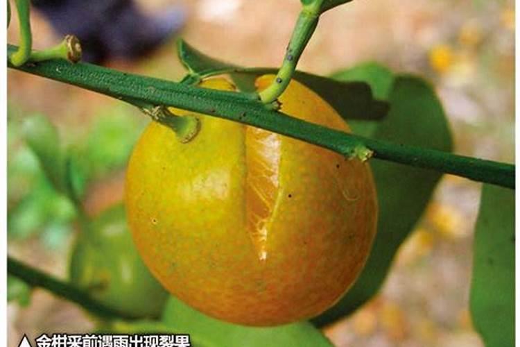 樱桃施肥时间和方法