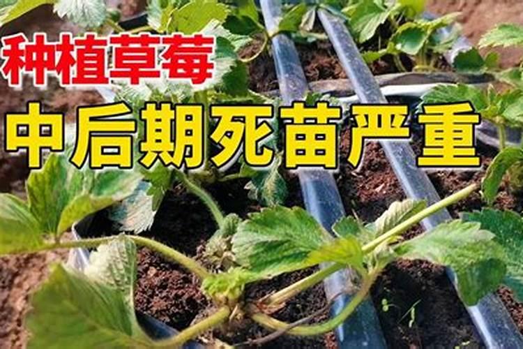 樱桃施肥的最佳时间和方法