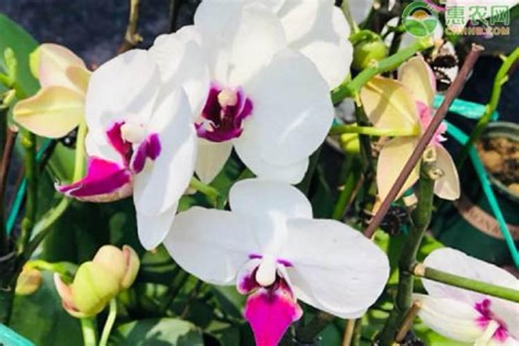 三角梅发芽后施什么肥