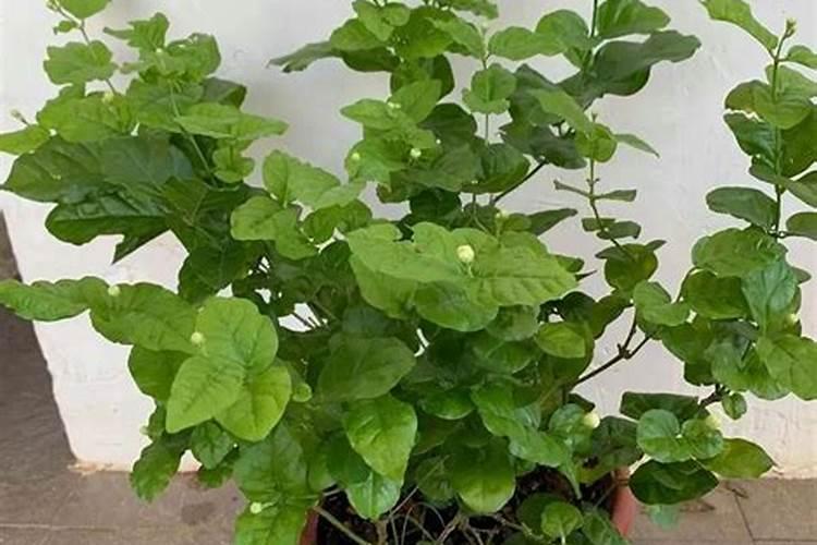 如何种植丝瓜？