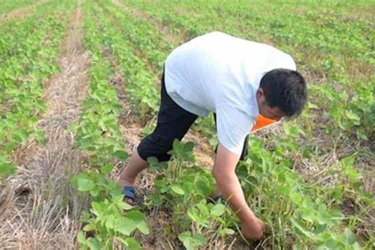 小白菜芥菜幼苗可以喷元素水溶肥吗？