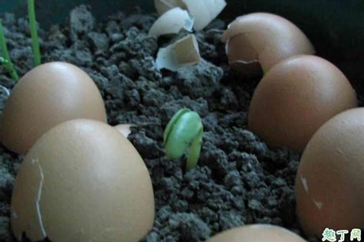 蓝莓能施复合肥吗 给蓝莓施肥的最佳时间