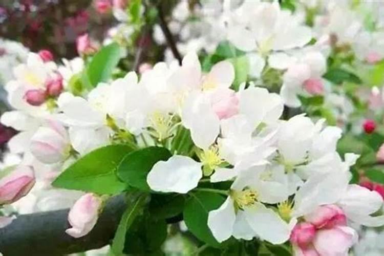 生根粉可以浇发财树吗