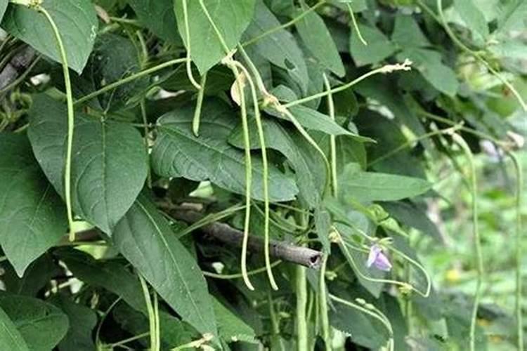 花生三遍药什么时候打呢？