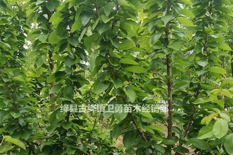 樱桃苗木的施肥追肥要注意哪些问题