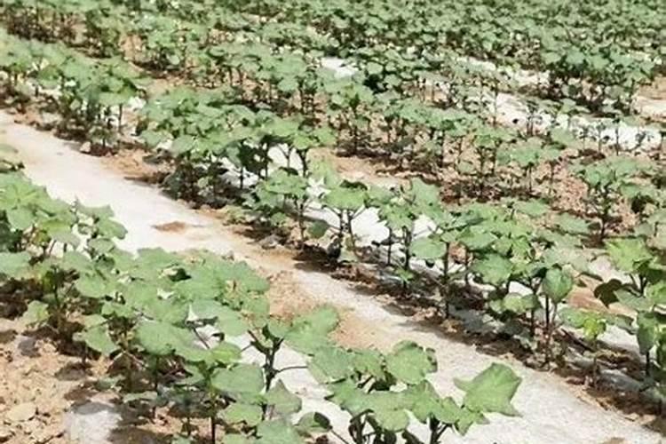 棉花头水钾肥上多了有坏处吗