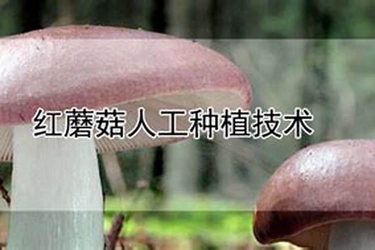 蕈菌与蘑菇的区别是什么？
