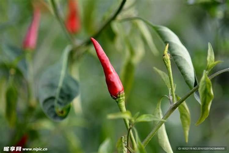 如何种植指天椒