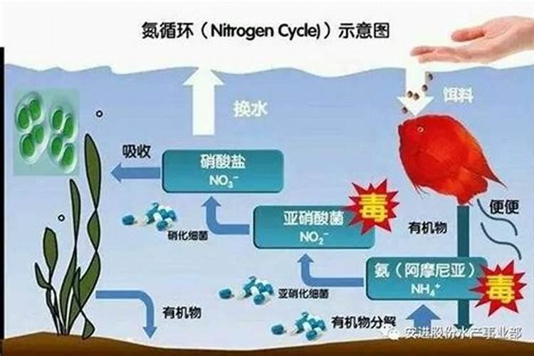 鱼塘水亚硝酸很高怎么办泼洒磷肥有用吗