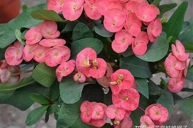 盆花可以打叶面肥和生根济吗？