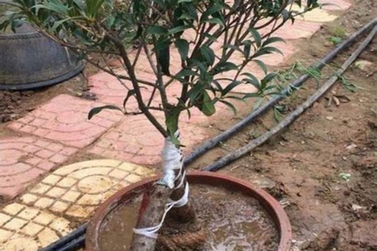 八月桂花树要如何施肥？