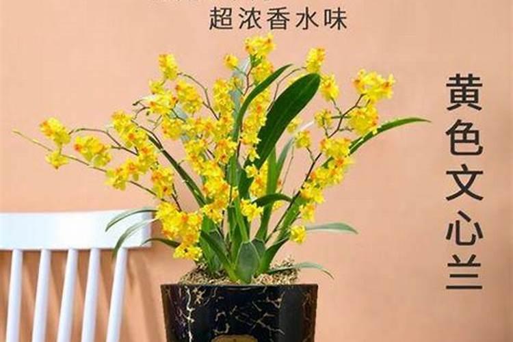 文心兰怎么施肥,营养均衡巧施肥