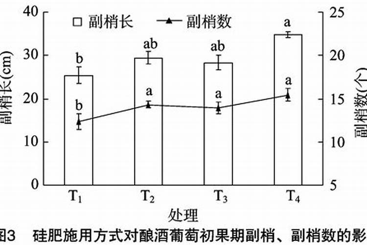 五针松能否在下雨天修剪吗？