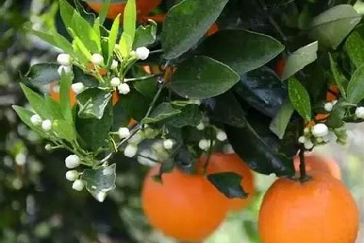 四川汉源黄果柑橘开花期可以施药吗？