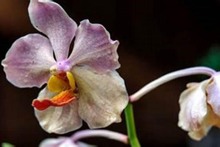 兰花种植后多久可以施肥 兰花种植后何时施肥最佳