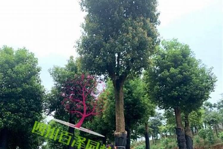 你了解钙肥吗,钙肥怎么选？什么时候用？怎么用？