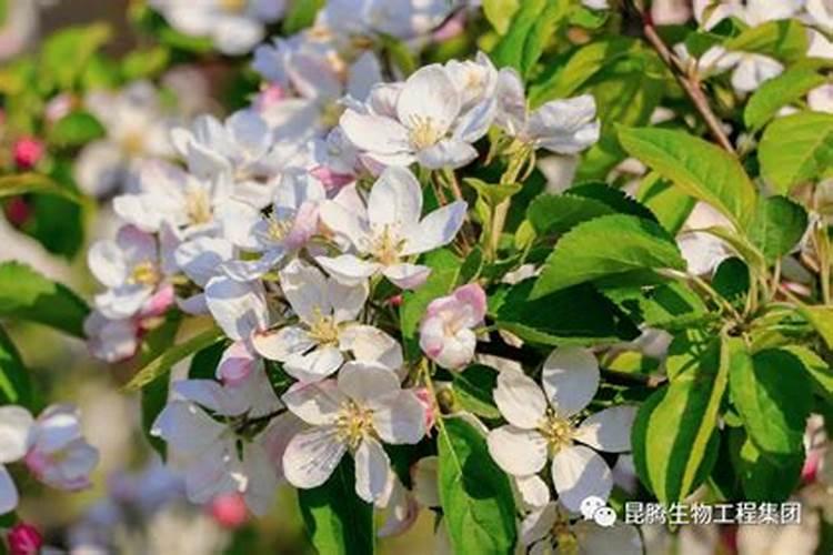 果树春天施什么肥料最好