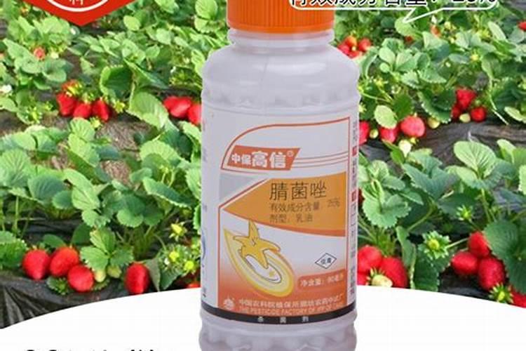 番茄灰叶斑病用什么药效果好