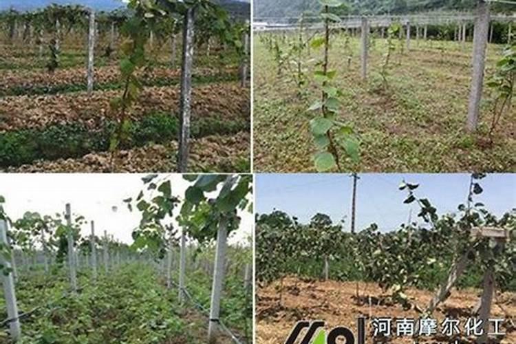 请问在山西运成夏县地里不用管你什么树好活？