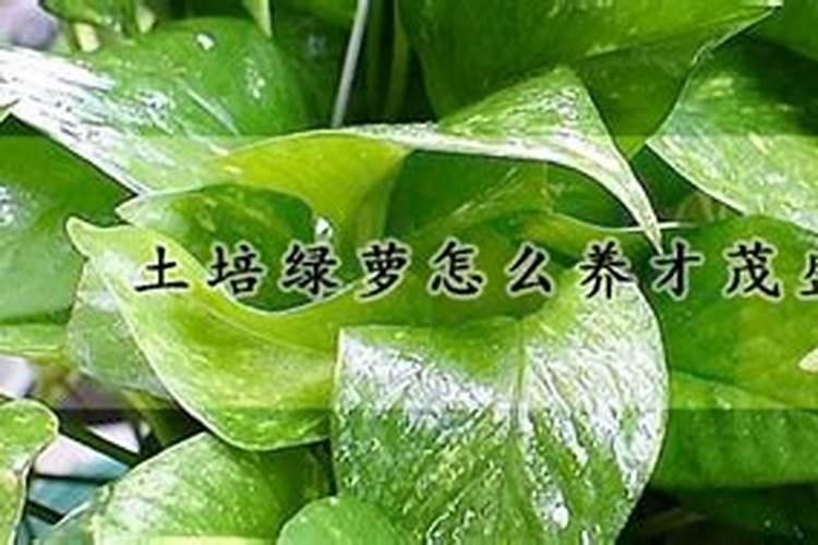 大量元素水溶肥的价格排名,哪个品牌最好？