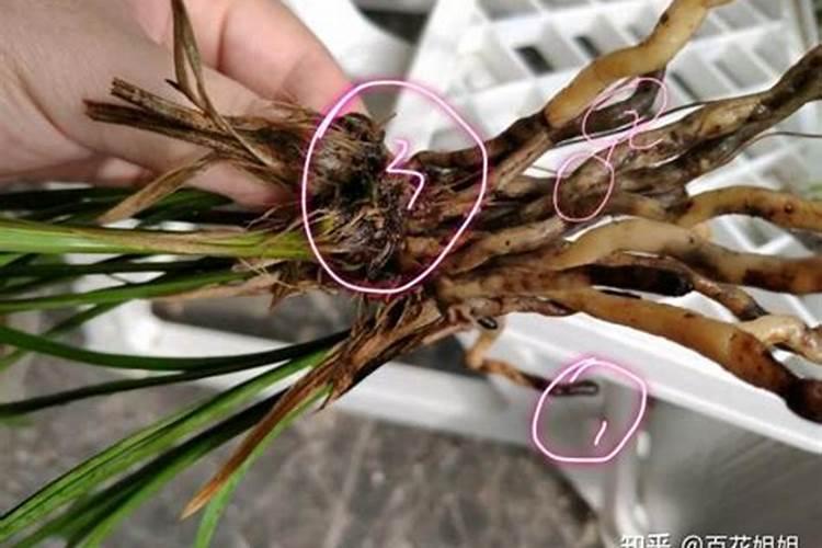 兰菌王的正确使用方法