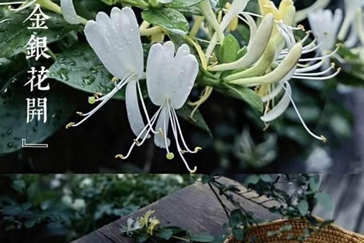 盆栽金银花怎么施肥