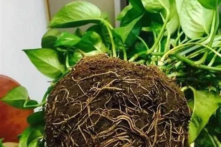 绿萝施肥方法,最好施加氮肥为主的肥料