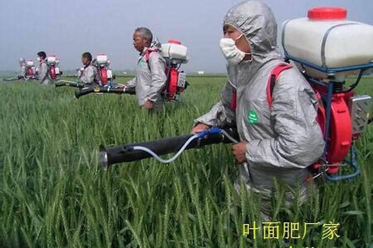 芒果催花多久出花