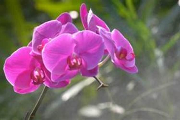 兰草花用什么肥料最好