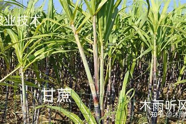甘蔗黄叶病用什么药效果好 病因及防治方法