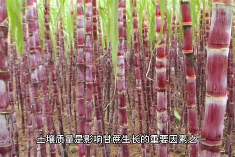 甘蔗增甜用什么肥料
