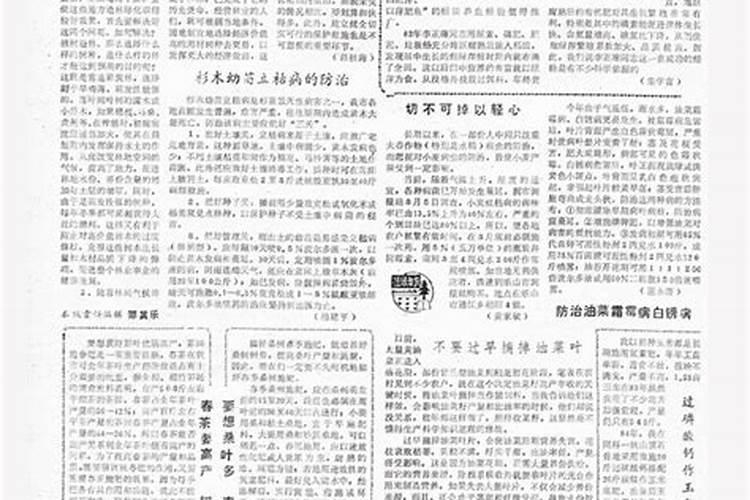 过磷酸钙和碳氨冲水可以施玉米吗