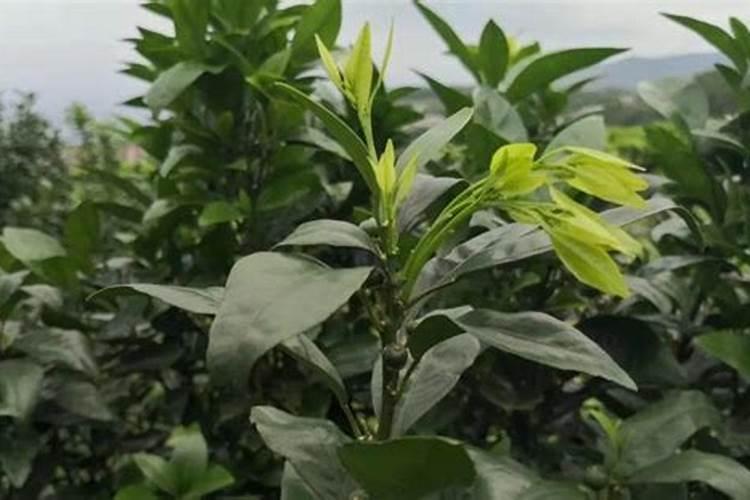关于水仙花的诗歌有哪些