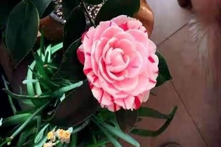 想问茶花多久施一次肥
